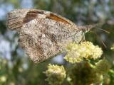 American Snout (Libytheana carinenta streckeri)