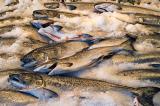 More fish