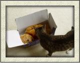 What does that cat want?