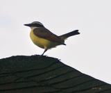Great Kiskadee