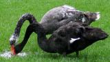Swans