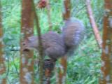 Squirrel Thrown from Nest in 115 mph winds