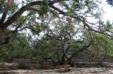 Walking Oak-October 3, 2005