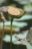 Mauritius - Lotus (Pamplemousses Garden)