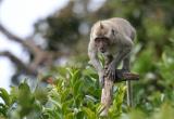 Mauritius - Cheeky Monkey (Riviere Noire National Park)