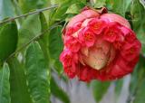 Mauritius - Strange Flower