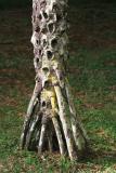 Mauritius - Buddha Tree (Pamplemousses Garden)