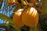 Mauritius - Coconuts
