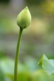Mauritius - Lotus Flower (Pamplemousses Garden)