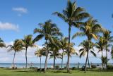 Mauritius - Palm Trees
