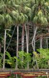 Mauritius - Pond View (Pamplemousses Garden)