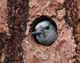white-headed woodpecker female peeking Mud Lake
