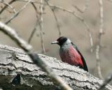lewis's_woodpecker_Oak_Creek-1.jpg