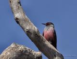 lewis woodpecker Ft simcoe
