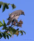 townsends solitaire