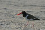 American Oystercatcher Haematopus palliatus