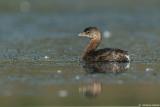 Pied-Billed Grebe Podilymbus Podiceps