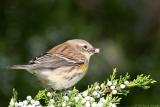 Yellow-Rumped Warbler Dendroica Coronata