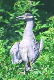 Yellow-Crowned Night Herron Sunning