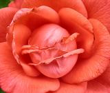 Coral Close Up