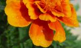 Orange Petals