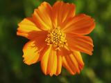 Bright Coreopsis