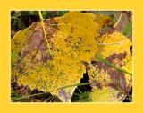 Prelude To Autumn