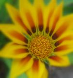 Virbrant Daisy