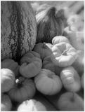 Fall Still Life in BW.jpg