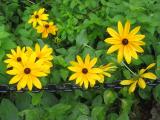 Blackeyed Susans at City Hall Park