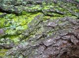 Golden Rain Tree Bark