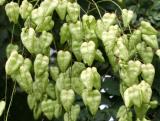 Golden Rain Tree Pods
