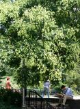 Golden Rain Tree at the Bocce Ball Court