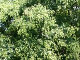 Golden Rain Tree Seed Pods