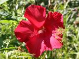 Giant Red Hibiscus