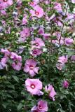 Hibiscus Bush