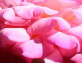 Chicago Peace Rose Petals