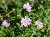 African Daisy