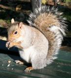 Squirrel Snacking