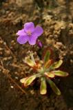 Drosera hilaris, Droseraceae