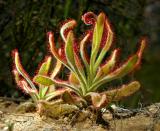 Drosera hilaris, Droseraceae
