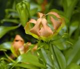Gloriosa superba, Colchicaceae