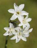 Tulbaghia comminsi, Alliaceae