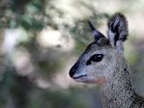 Young klipspringer (Oreotragus oreotragus)