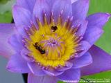 Water Lily at Wat Saket, Bangkok - Thailand