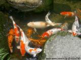 Koi, Bukit Tinggi, Pahang - Malaysia