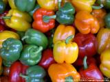 Color of Capsicum, Chiangrai - Thailand