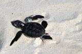 Baby turtle... Looking for the sea