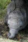 Masai Mara - Baby elephant eating salt