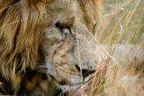 Masai Mara - He had a hard day at the office!